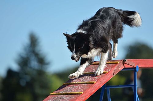 Education <strong>canine</strong>