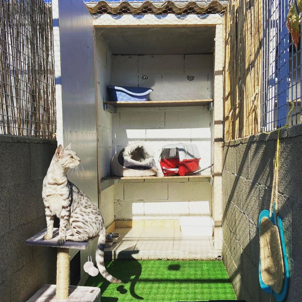 Box pour chat tout confort dans notre pension près de Valence