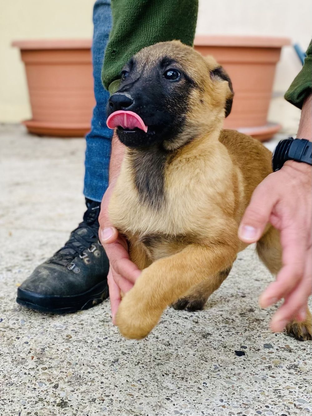 Education Canine du chenil de la rochette