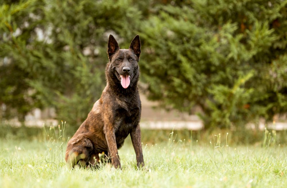 Berger allemand en cours d'éducation canine