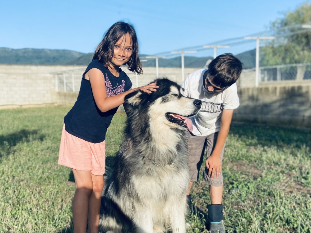 Pension tout confort pour votre chien pendant vos vacances ou votre absence !