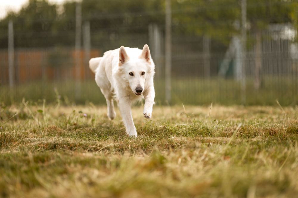 Grand parc de détente pour les chiens accueillis au Chenil de la Rochette près de Valence (26)