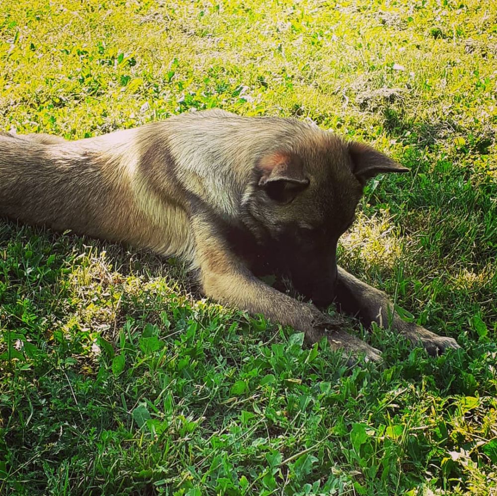 Cours d’éducation canine individuel pour chien de tout âge et toute race